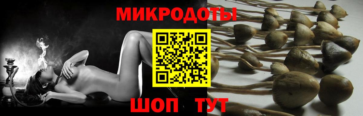 APVP Тамбов